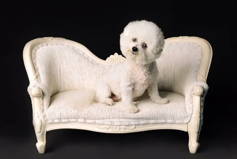 brisbane pet photography