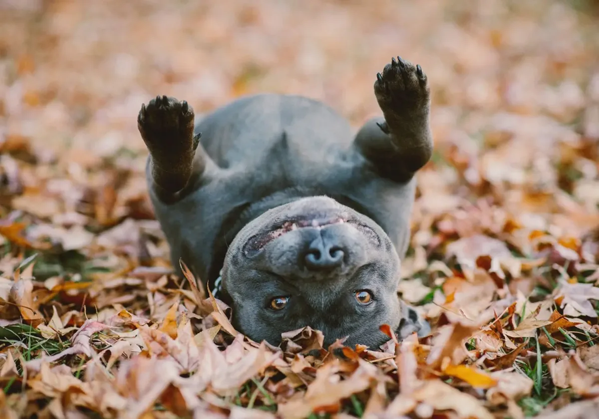 best dog parks Brisbane
